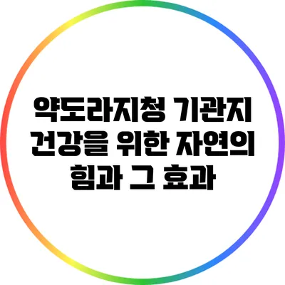 약도라지청: 기관지 건강을 위한 자연의 힘과 그 효과